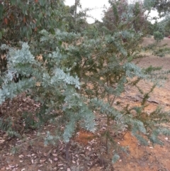 Acacia baileyana (Cootamundra Wattle, Golden Mimosa) at Watson Woodlands - 5 Mar 2019 by waltraud