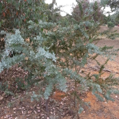 Acacia baileyana (Cootamundra Wattle, Golden Mimosa) at Watson Woodlands - 5 Mar 2019 by waltraud