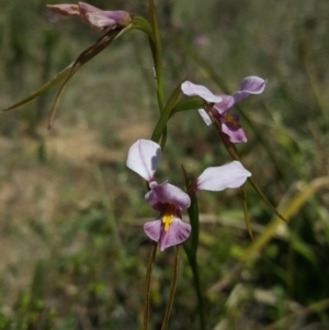 Diuris diminuta at Penrose State Forest - 4 Nov 2018