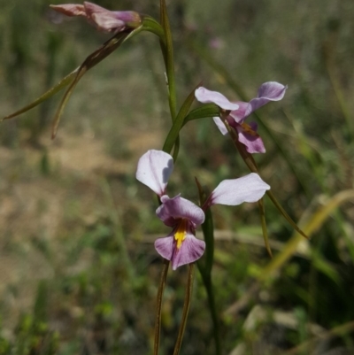 Diuris diminuta at Wingecarribee Local Government Area - 4 Nov 2018 by AliciaKaylock