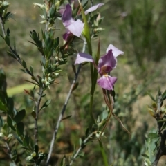 Diuris diminuta at Penrose State Forest - 4 Nov 2018