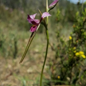 Diuris diminuta at Penrose State Forest - 4 Nov 2018