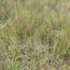 Cyperus eragrostis at Watson, ACT - 5 Mar 2019