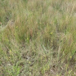 Cyperus eragrostis at Watson, ACT - 5 Mar 2019