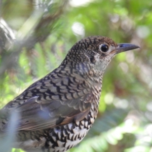 Zoothera lunulata at Yadboro, NSW - 26 May 2019 11:38 AM