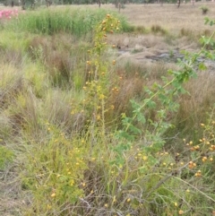 Rosa canina (Dog Rose) at Watson, ACT - 5 Mar 2019 by waltraud