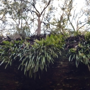 Cestichis reflexa at Bundanoon, NSW - 27 May 2017