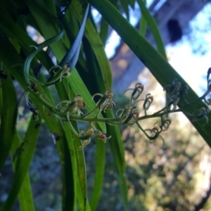 Cestichis reflexa at Bundanoon, NSW - 27 May 2017