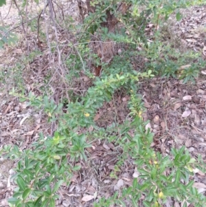 Pyracantha fortuneana at Watson, ACT - 5 Mar 2019 02:49 PM