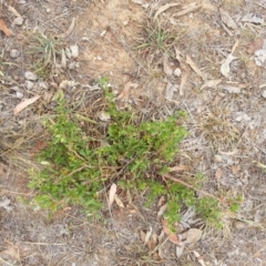 Pyracantha fortuneana (Firethorn) at Watson, ACT - 5 Mar 2019 by waltraud