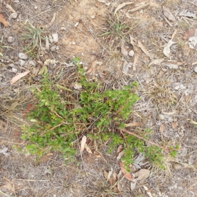 Pyracantha fortuneana (Firethorn) at Watson, ACT - 5 Mar 2019 by waltraud