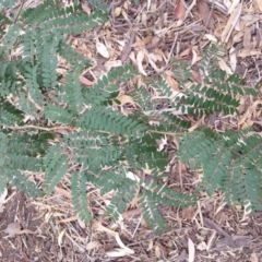 Acacia (genus) (A Wattle) at Watson, ACT - 5 Mar 2019 by waltraud