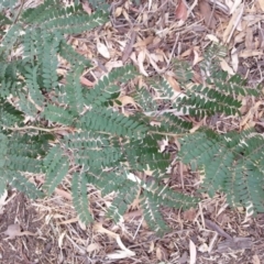 Acacia sp. (A Wattle) at Watson, ACT - 5 Mar 2019 by waltraud