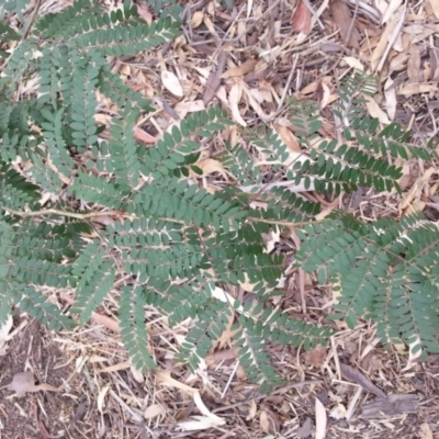 Acacia (genus) (A Wattle) at Watson, ACT - 5 Mar 2019 by waltraud