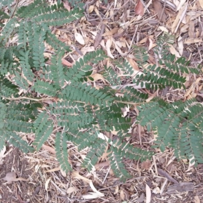 Acacia sp. (A Wattle) at Watson Woodlands - 5 Mar 2019 by waltraud