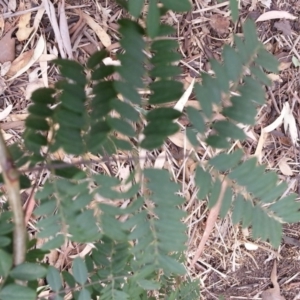 Acacia sp. at Watson, ACT - 5 Mar 2019 02:52 PM