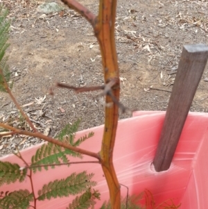 Acacia decurrens at Watson, ACT - 5 Mar 2019