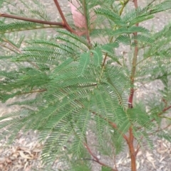 Acacia decurrens at Watson, ACT - 5 Mar 2019