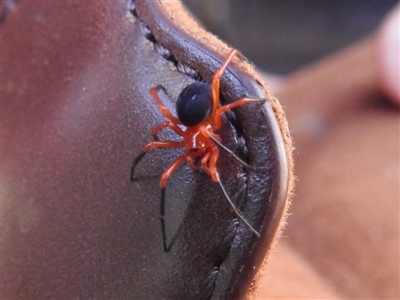 Nicodamus peregrinus (Common Red and black spider) at Yadboro, NSW - 26 May 2019 by HelenCross