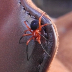 Nicodamus peregrinus (Common Red and black spider) at Yadboro, NSW - 26 May 2019 by HelenCross