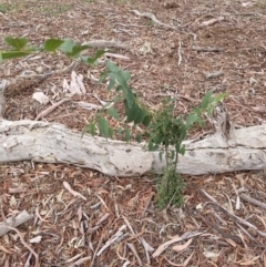 Celtis australis (Nettle Tree) at Watson, ACT - 5 Mar 2019 by waltraud