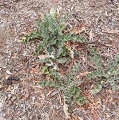 Onopordum acanthium (Scotch Thistle) at Brindabella National Park - 5 Mar 2019 by waltraud