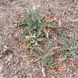 Onopordum acanthium at Uriarra, NSW - 5 Mar 2019