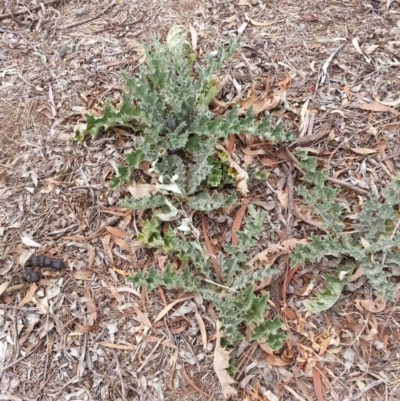 Onopordum acanthium (Scotch Thistle) at Brindabella National Park - 5 Mar 2019 by waltraud