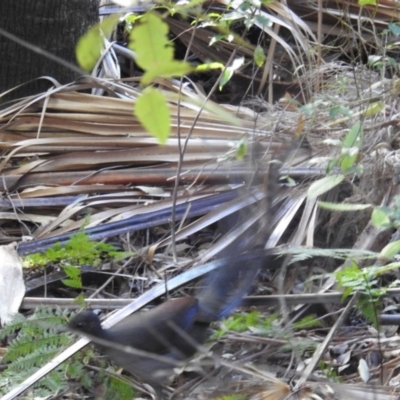 Menura novaehollandiae (Superb Lyrebird) at Morton National Park - 26 May 2019 by HelenCross