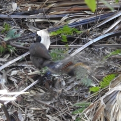 Menura novaehollandiae at Yadboro, NSW - 26 May 2019 11:55 AM
