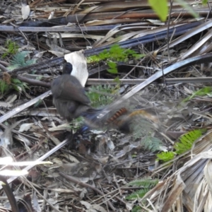 Menura novaehollandiae at Yadboro, NSW - 26 May 2019 11:55 AM