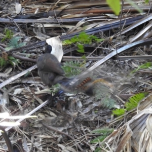 Menura novaehollandiae at Yadboro, NSW - 26 May 2019