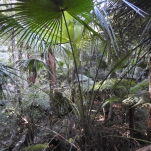 Menura novaehollandiae at Yadboro, NSW - 26 May 2019