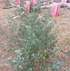 Chenopodium album (Fat Hen) at Watson, ACT - 5 Mar 2019 by waltraud