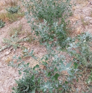 Chenopodium album at Watson, ACT - 5 Mar 2019