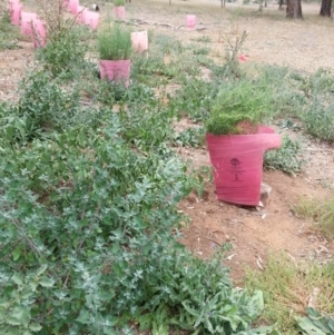 Chenopodium album at Watson, ACT - 5 Mar 2019