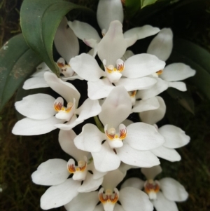 Sarcochilus falcatus at Burrawang, NSW - suppressed