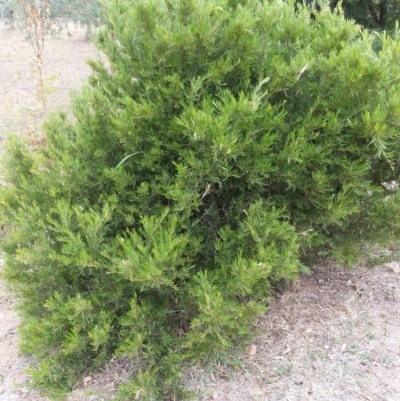 Grevillea (genus) (Grevillea) at Watson, ACT - 5 Mar 2019 by waltraud