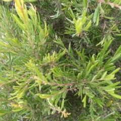 Grevillea sp. at Watson, ACT - 5 Mar 2019