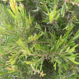 Grevillea sp. at Watson, ACT - 5 Mar 2019