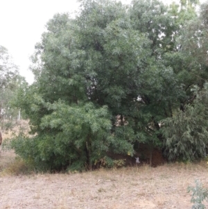 Fraxinus sp. at Watson, ACT - 5 Mar 2019