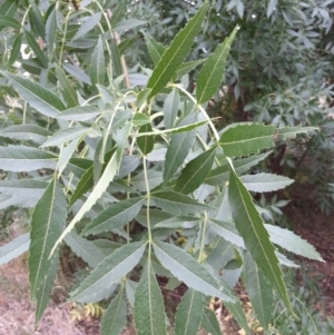 Fraxinus sp. at Watson, ACT - 5 Mar 2019