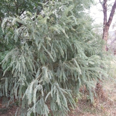 Acacia vestita (Hairy Wattle) at Watson Woodlands - 5 Mar 2019 by waltraud