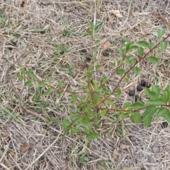 Rosaceae sp. (family) (Unidentified shrub/small tree of Rose Family) at Watson, ACT - 5 Mar 2019 by waltraud