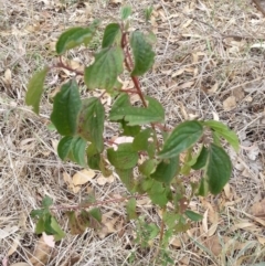 Cornus florida (Dogwood) at Watson, ACT - 5 Mar 2019 by waltraud