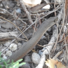 Pygopus lepidopodus (Common Scaly-foot) at Morton National Park - 26 May 2019 by HelenCross