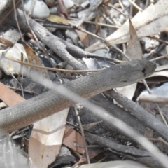 Pygopus lepidopodus at Yadboro, NSW - 26 May 2019