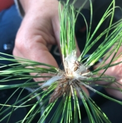 Opisthoncus sp. (genus) at Bega, NSW - 27 May 2019