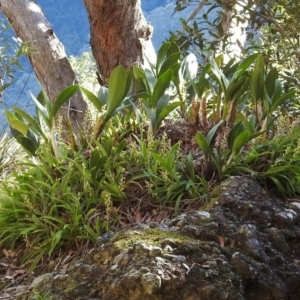 Cestichis reflexa at Yadboro, NSW - suppressed