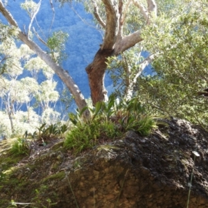 Cestichis reflexa at Yadboro, NSW - suppressed